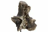 Tyrannosaur (Gorgosaurus?) Vertebral Arch with Stand - Montana #335936-1